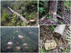 毁林盖别墅、建豪华坟墓,广东观音山国家森林公园乱象无人管?